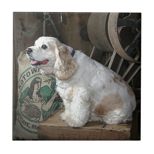 Cocker spaniel fliese (Vorderseite)
