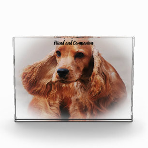 Cocker Spaniel. Fotoblock