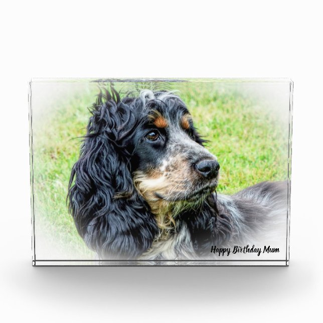 Cocker Spaniel. Fotoblock (Vorderseite)