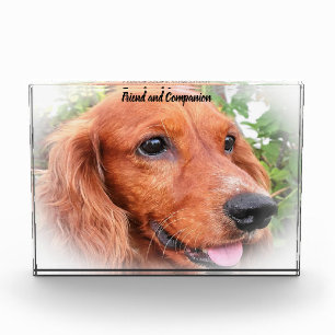 Cocker Spaniel. Fotoblock
