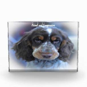 Cocker Spaniel. Fotoblock