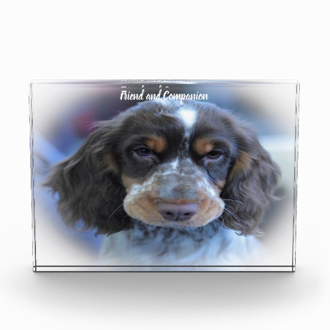 Cocker Spaniel. Fotoblock (Vorderseite)