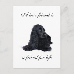Cocker Spaniel Freundschaft Postkarte