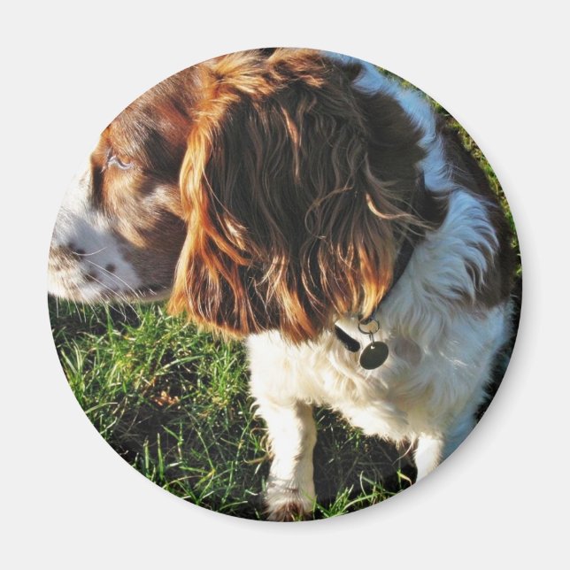 Cocker Spaniel Hund sitzt Magnet (Vorne)