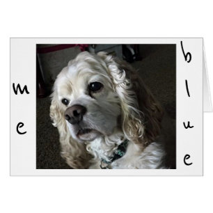 COCKER SPANIEL IST "BLAU" OHNE "SIE"