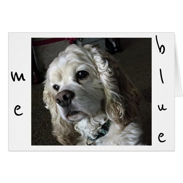 COCKER SPANIEL IST "BLAU" OHNE "SIE" (Vorderseite (Horizontal))