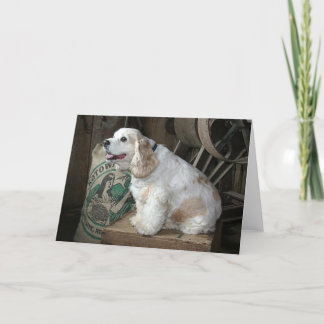 Cocker spaniel karte