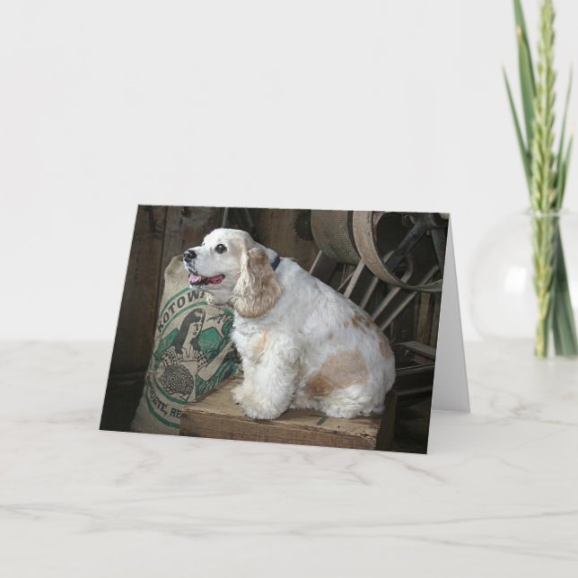 Cocker spaniel karte (Vorderseite)