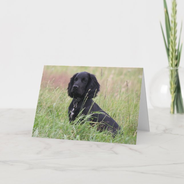 Cocker Spaniel Karte (Vorderseite)