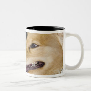 cocker spaniel-Mischung auf seiner Rückseite Zweifarbige Tasse
