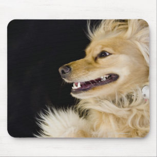 Cocker-Spaniel-Mix auf der Rückseite Mousepad