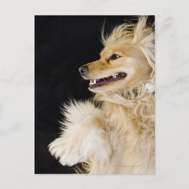 Cocker-Spaniel-Mix auf der Rückseite Postkarte (Vorderseite)