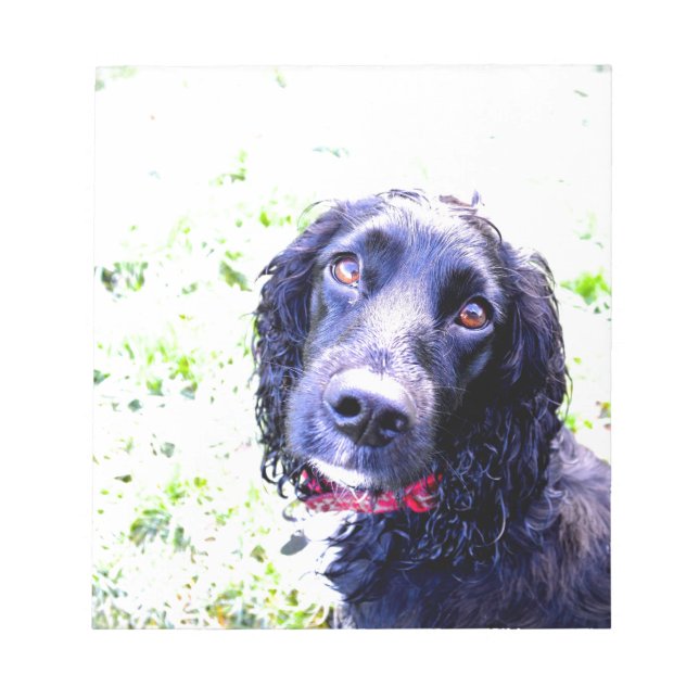 Cocker Spaniel Notizblock (Vorderseite)