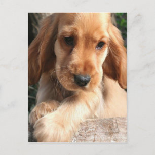 Cocker Spaniel Postcard Postkarte