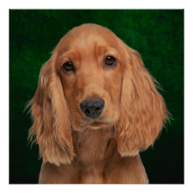 Cocker Spaniel Poster