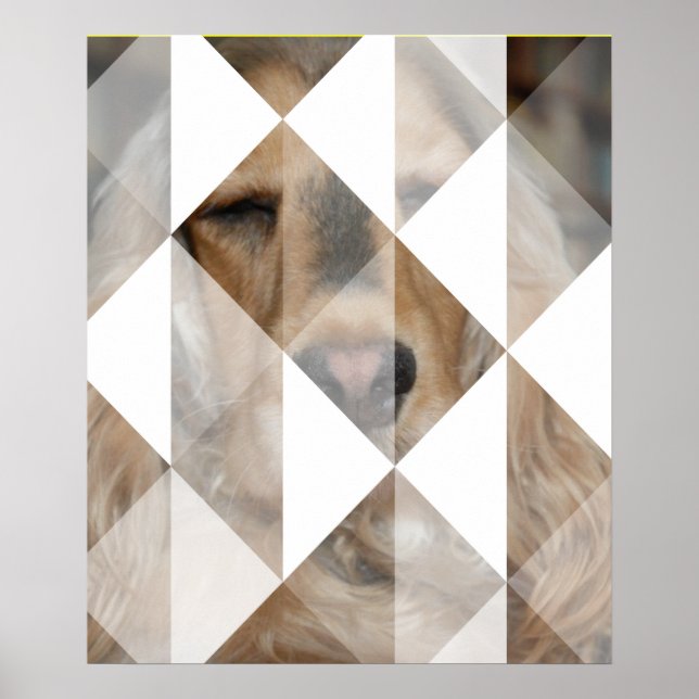 Cocker Spaniel Poster (Vorne)