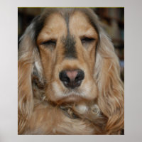 Cocker Spaniel