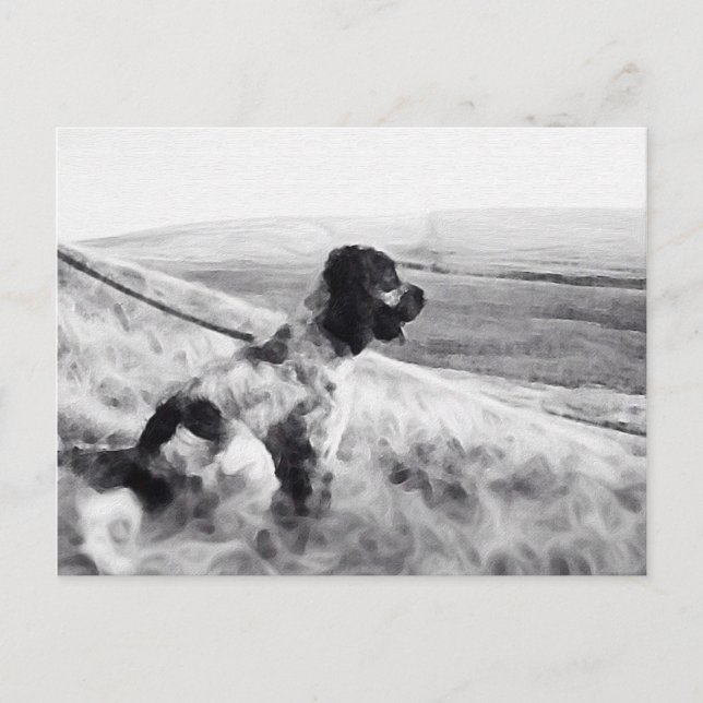 Cocker Spaniel Postkarte (Vorderseite)