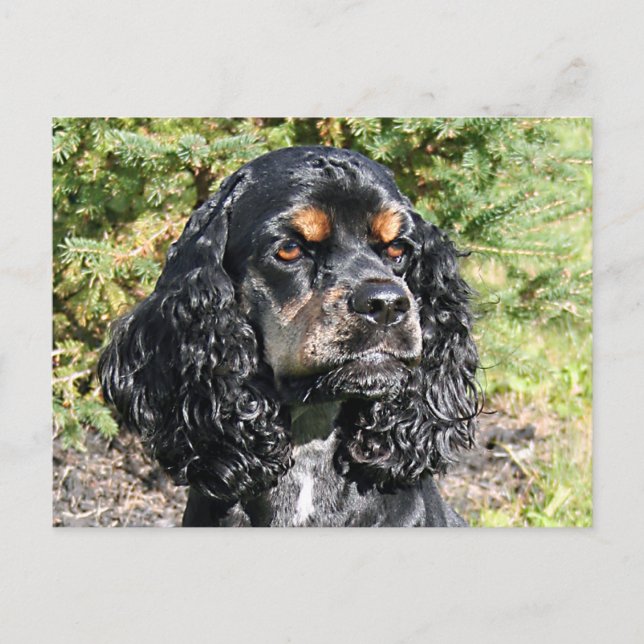 Cocker Spaniel Postkarte (Vorderseite)