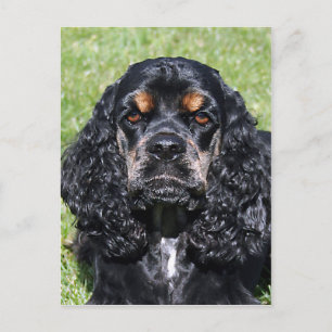 Cocker Spaniel Postkarte