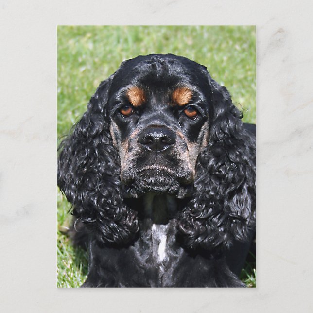 Cocker Spaniel Postkarte (Vorderseite)