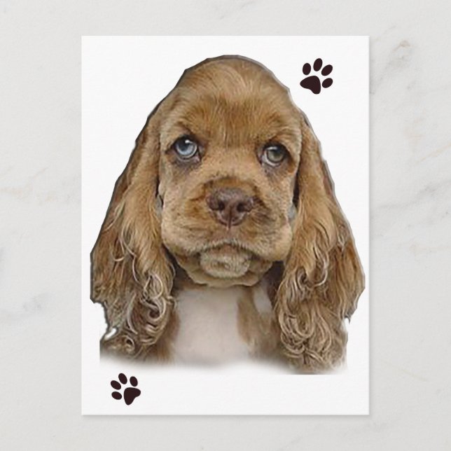 Cocker Spaniel Postkarte (Vorderseite)