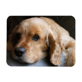 Cocker Spaniel Premium Magnet