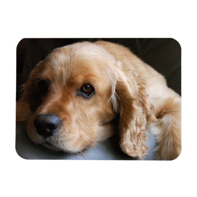 Cocker Spaniel Premium Magnet (Horizontal)