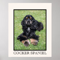 Cocker Spaniel Print