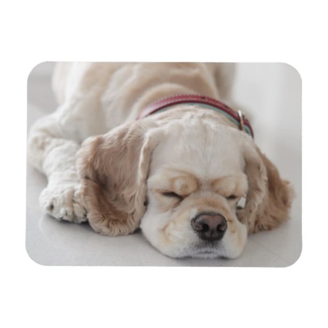 Cocker Spaniel schlafend Hund Magnet (Horizontal)