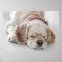 Cocker Spaniel schlafend Hund