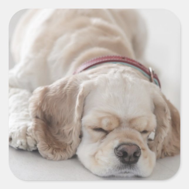 Cocker Spaniel schlafend Hund Quadratischer Aufkleber (Vorderseite)
