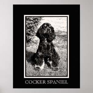 Cocker Spaniel Skizze Poster