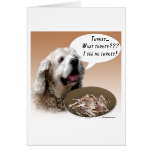 Cocker Spaniel Türkei