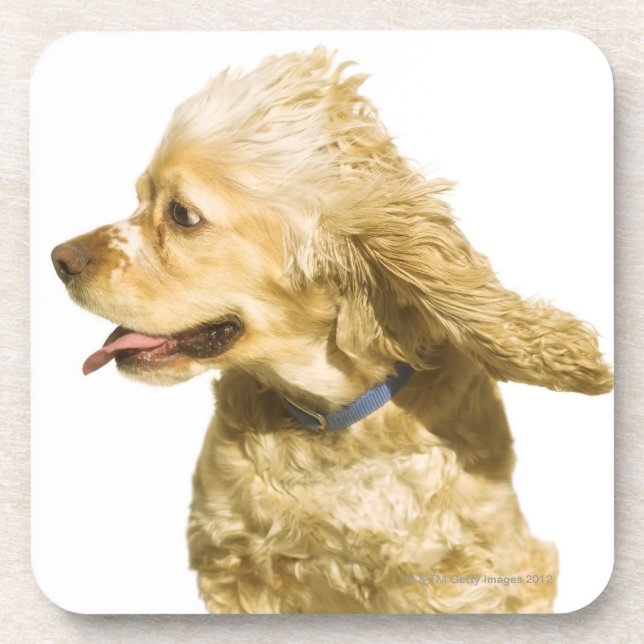 Cocker spaniel untersetzer (Vorderseite)