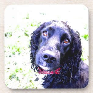 Cocker Spaniel Untersetzer