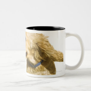 Cocker spaniel zweifarbige tasse