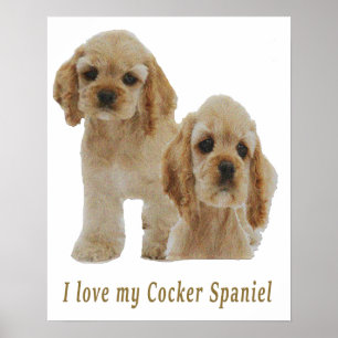 Cocker-Spaniels Poster