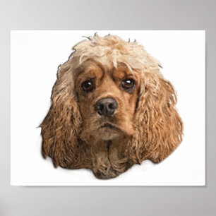 Cocker Spaniels Poster
