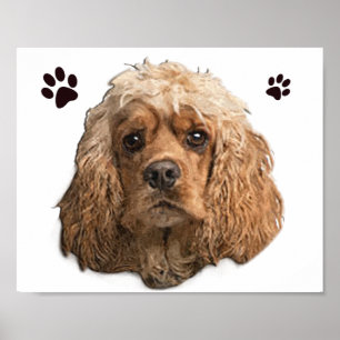 Cocker-Spaniels Poster