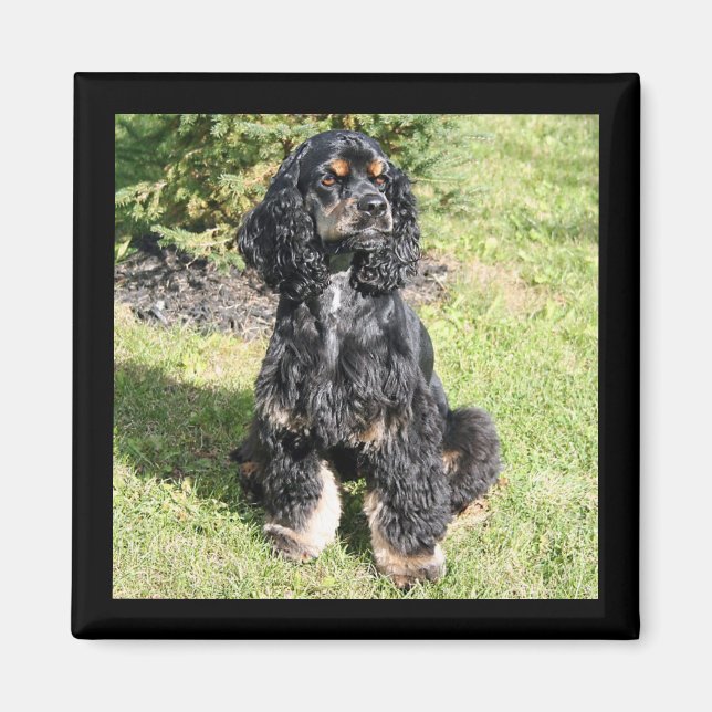 Cocker Spanisches Foto Magnet (Vorne)