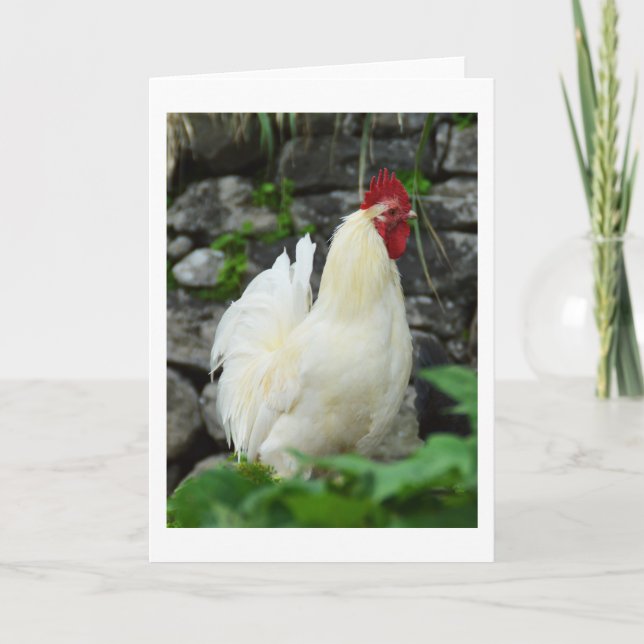 Cockerel auf Madeira Feiertagskarte (Vorderseite)