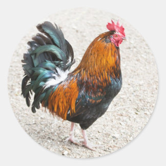 Cockerel Stickers