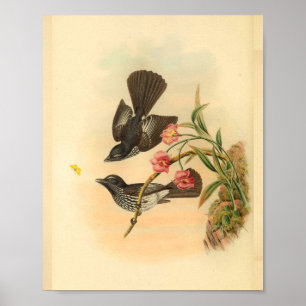 Cockerells Fantail Flycatcher Bird Vintag Print Poster