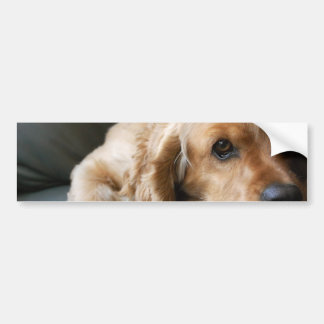Cockerspaniel-Autoaufkleber Autoaufkleber