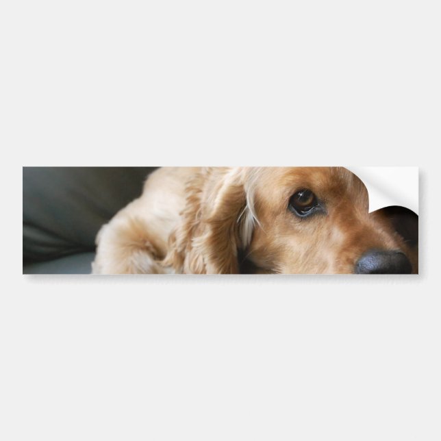 Cockerspaniel-Autoaufkleber Autoaufkleber (Vorne)