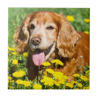 Cockerspaniel in den gelben Blumen Fliese