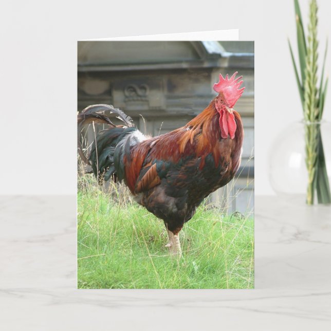 Cockrel Karte (Vorderseite)