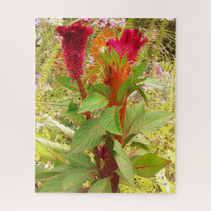 COCKSCOMB-BLUME PUZZLE