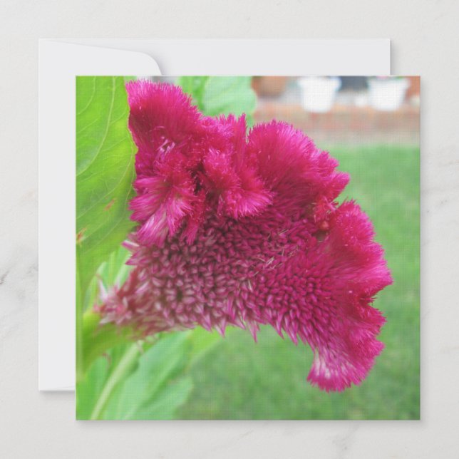Cockscomb Celosia Rote Blume Einladung (Vorderseite)
